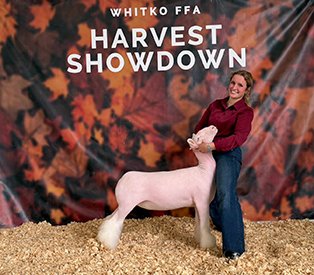 Champion Dorset
Whitko Harvest Showdown