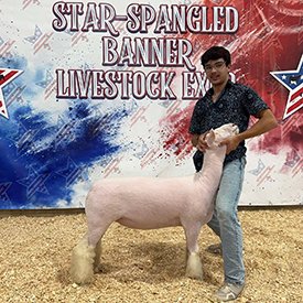 3rd Overall Whiteface Wether Dam
Star-Spangled Banner Livestock Expo