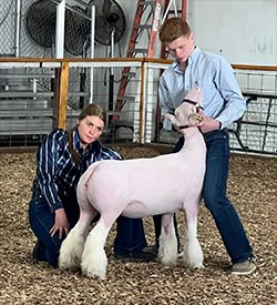 Reserve Champion Dorset Ewe
Hoosier Showdown